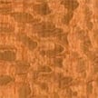Lacewood - Cardwellia sublimis