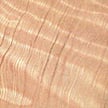 Redwood - Sequoia sempervirens